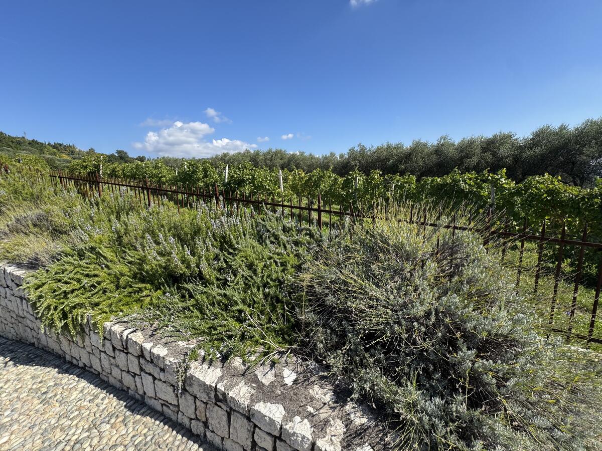 Villa di lusso Residenziali in vendita - 50